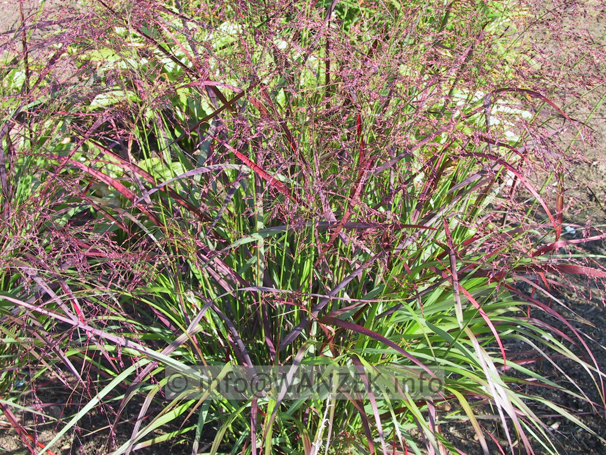 Panicum virgatum Shenandoah 4.JPG